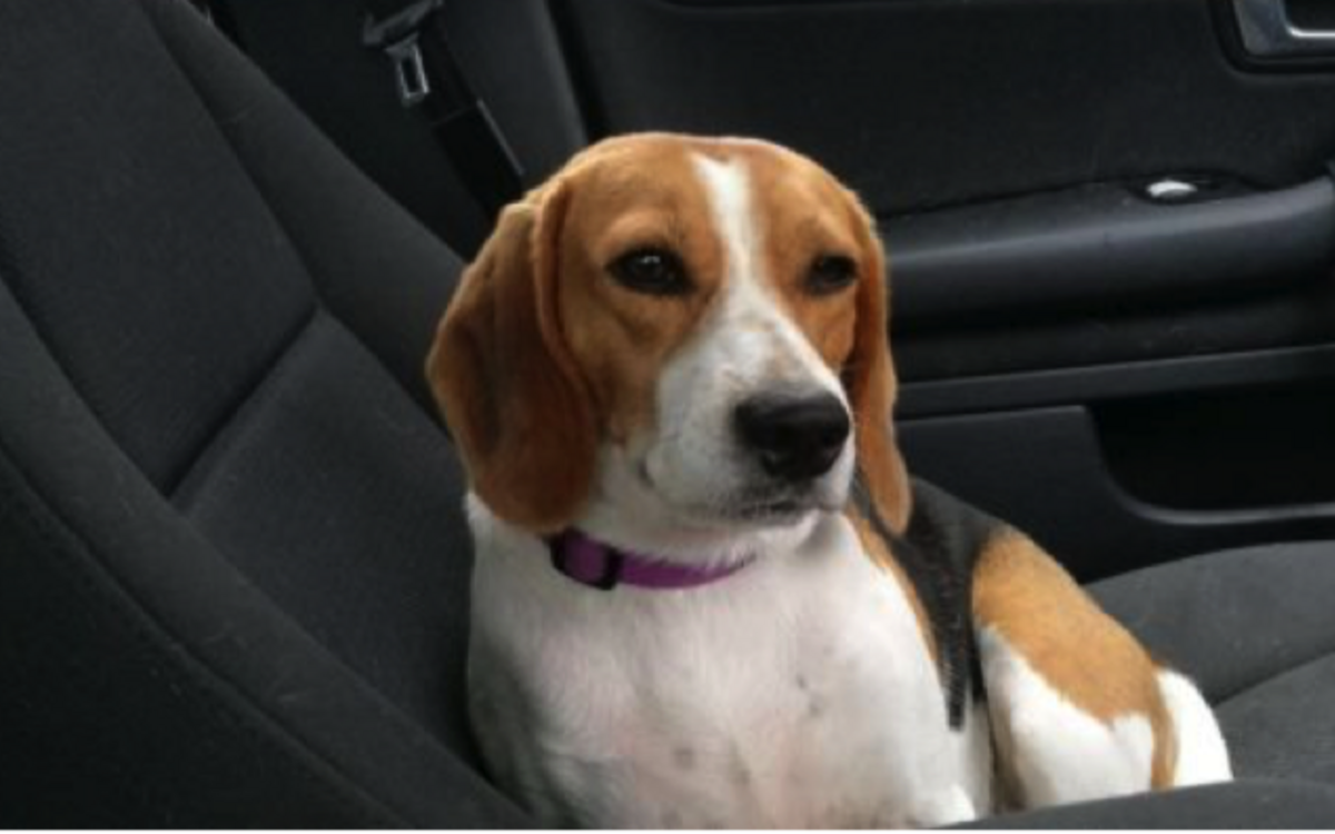 Rehomed beagle on journey home